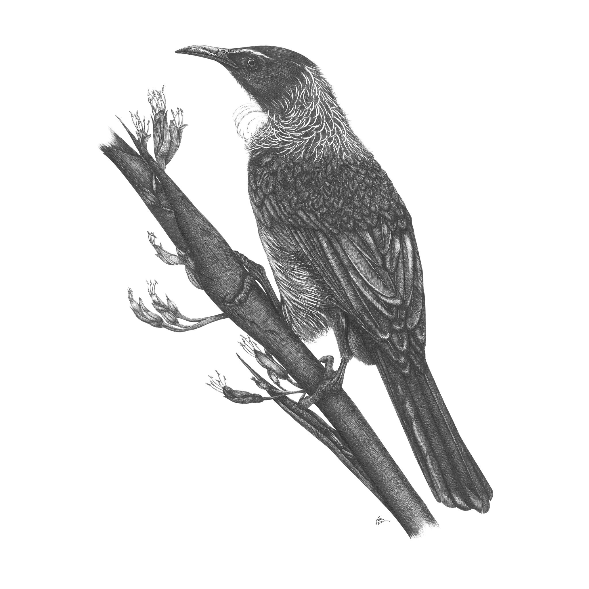 NZ Bird Art Prints - doodlewear