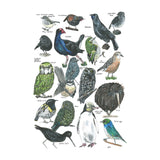 18 Native NZ Birds tee - doodlewear