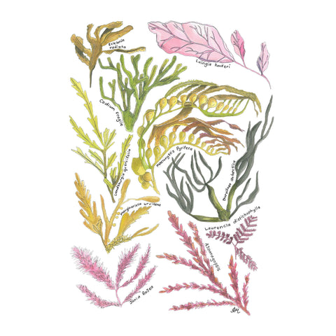 NZ Seaweed & Kelp tea towel - doodlewear