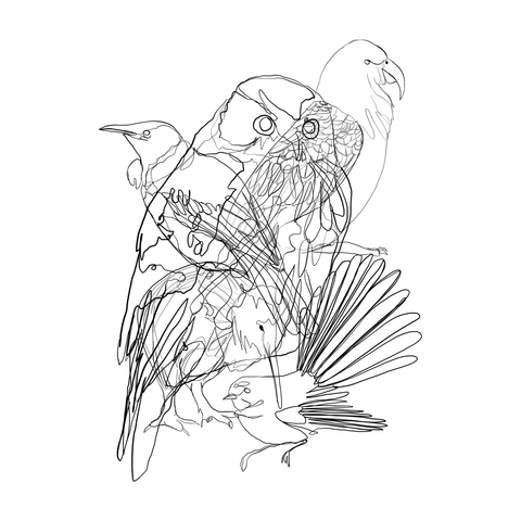 NZ doodlewear artist Bianca Laing 'NZ Natives' line drawing of Kiwi, Fantail, Tui, Ruru and Kea birds
