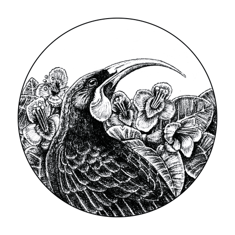 NZ doodlewear artist Kanuka Glen by John Jepson 'Huia in Charcoal’ art print of a black charcoal drawing of a NZ native Huia bird in a circle shape