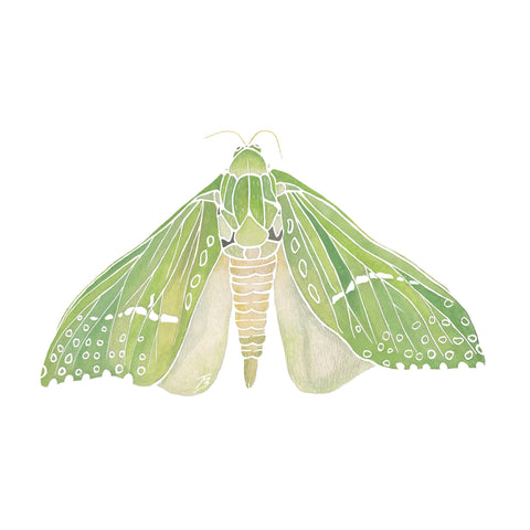 Magnificent Pūriri Moth long sleeve tee - doodlewear