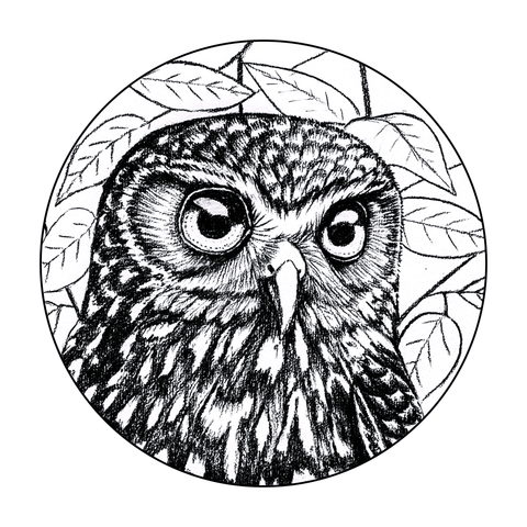 NZ doodlewear artist Kanuka Glen by John Jepson 'Ruru in Charcoa’ art print  of a charcoal drawn Ruru NZ native owl in a circle