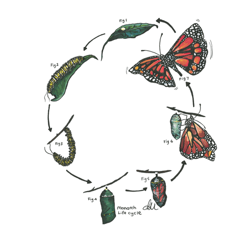 Monarch Life Cycle tee