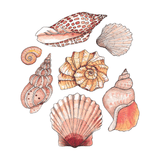 Seashells tee - doodlewear