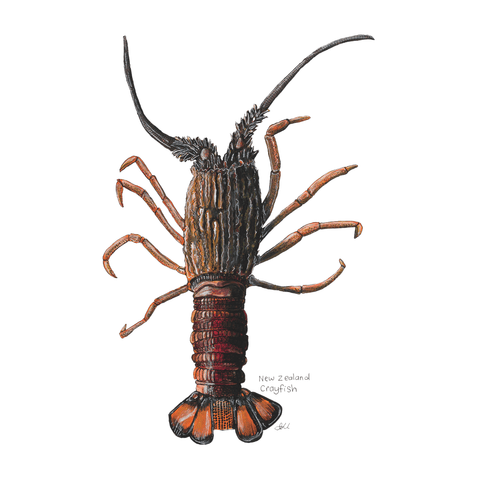 New Zealand Native Crayfish tee