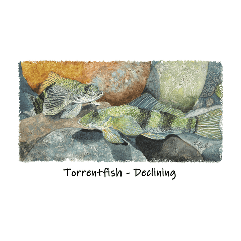 Torrentfish tee - doodlewear